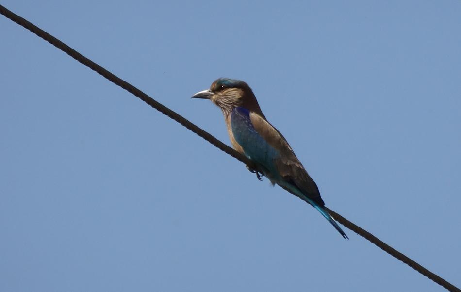 Bird Roller Indian Coracias