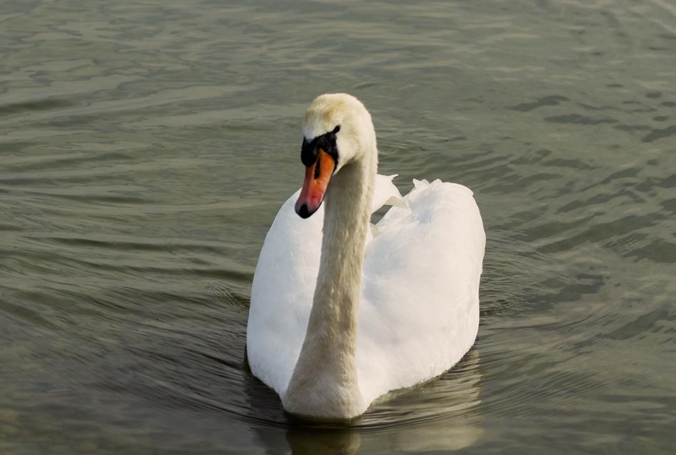 a magnificent swan in the lake