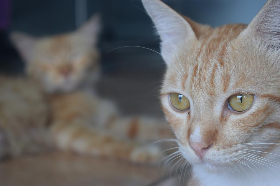 ginger cuddly cat with ears