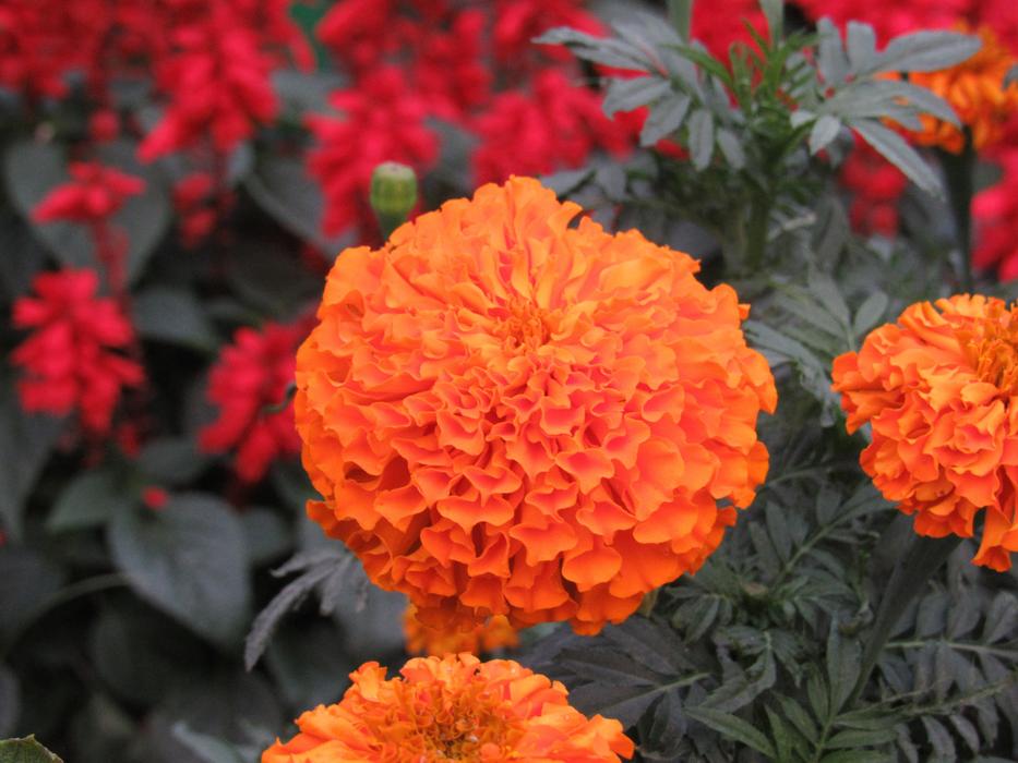 blooming beautiful orange flower bud