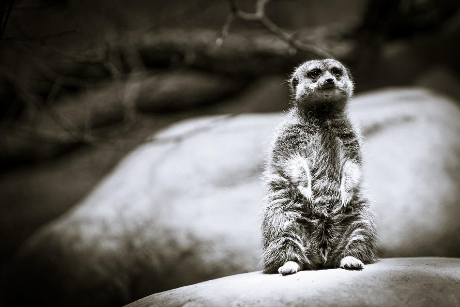 meerkat animal wildlife species