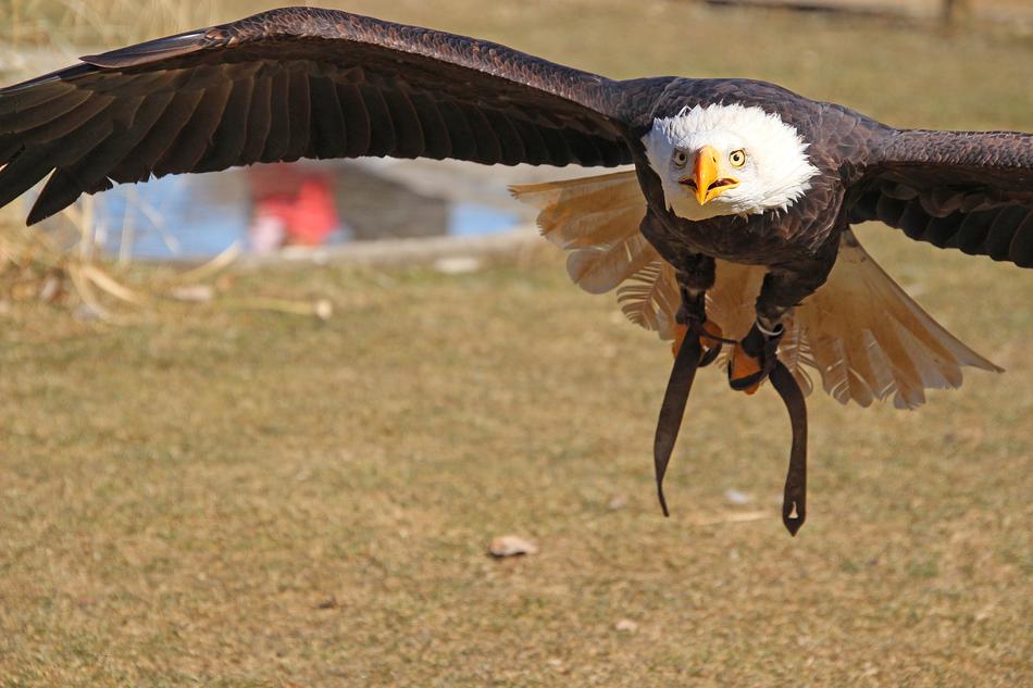 beautiful eagle in the field