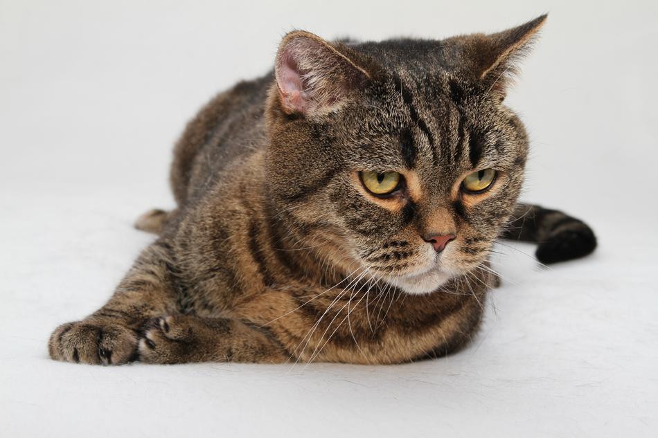 cat sleeps sad looking