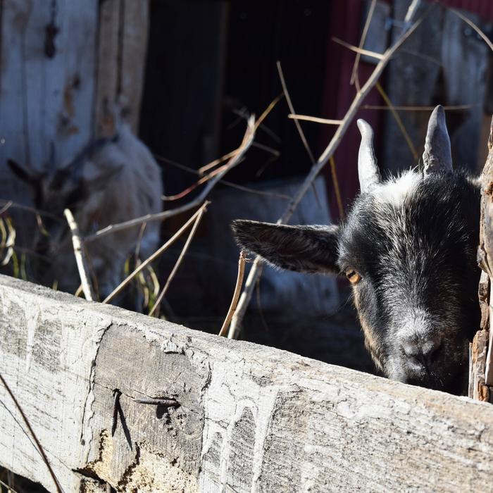 black goat at the fence view