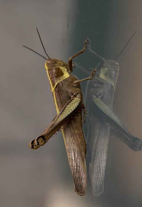 grasshopper on glass view