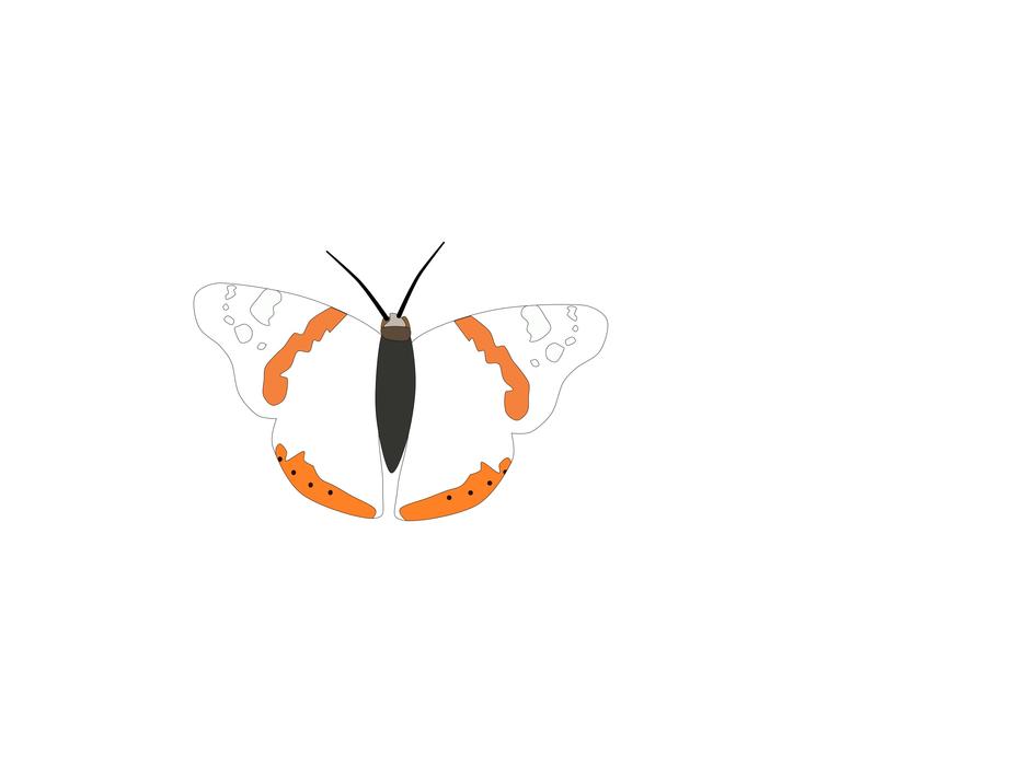 a butterfly with orange patterns on a white background