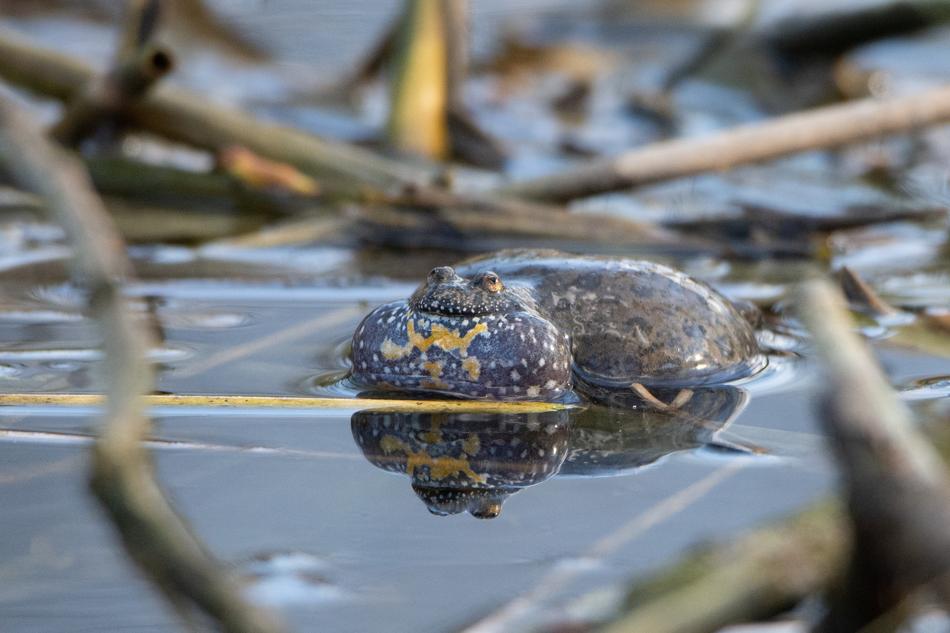 frog in the water view