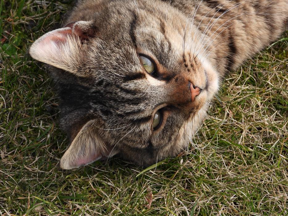 the cat looks up
