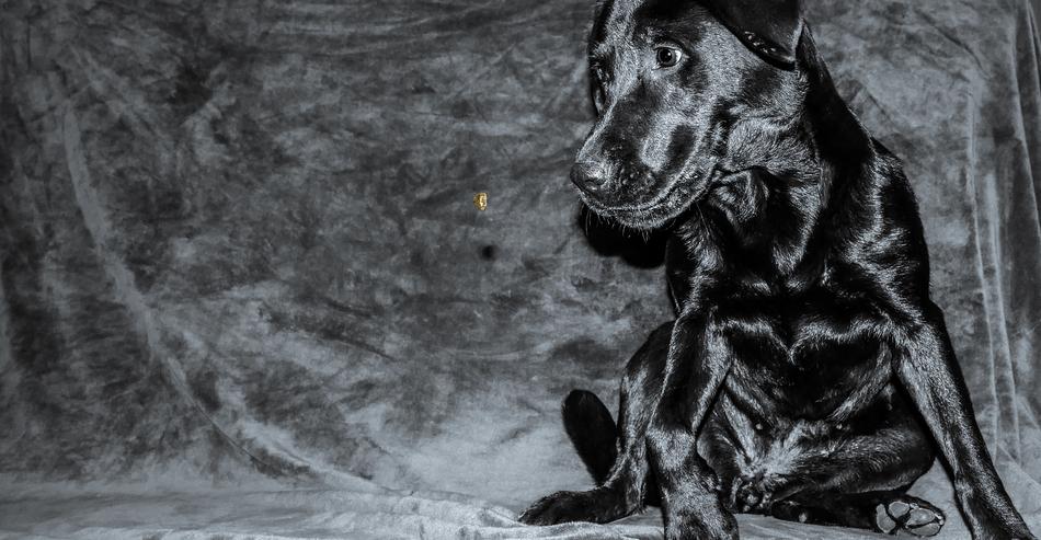 black dog love is cute