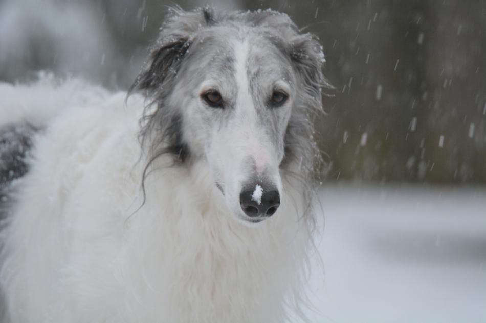 cute dog with a long face