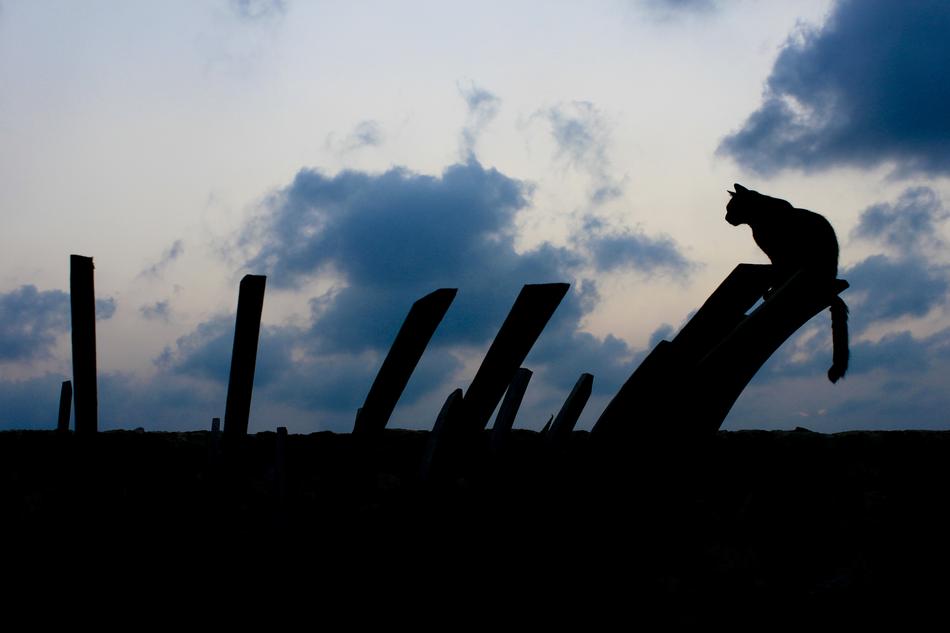 silhouette of a cat on wooden poles