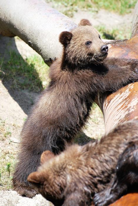 brown bear at the zoo