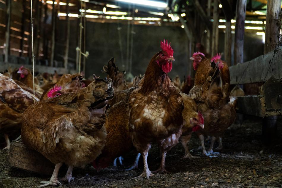chickens on a farm view