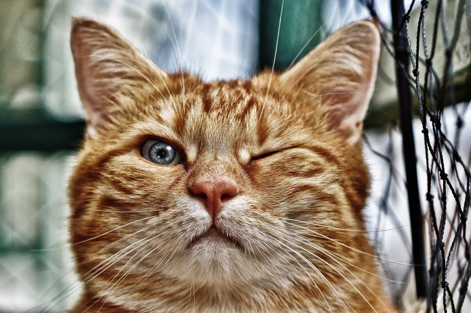 ginger cat with a closed eye