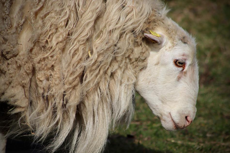 fluffy sheep face