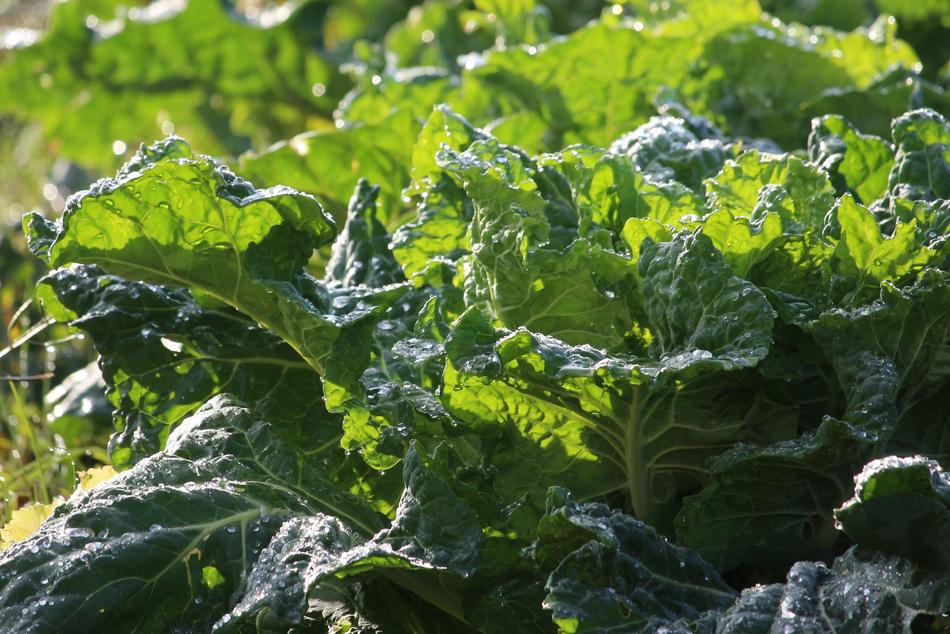 healthy leafy green vegetables