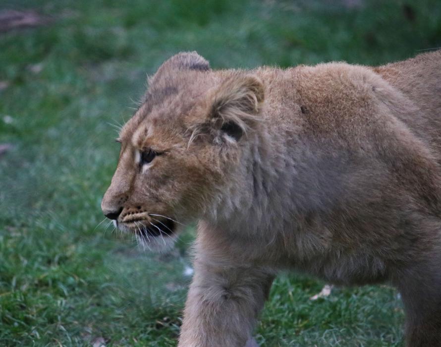 lioness at the zoo view