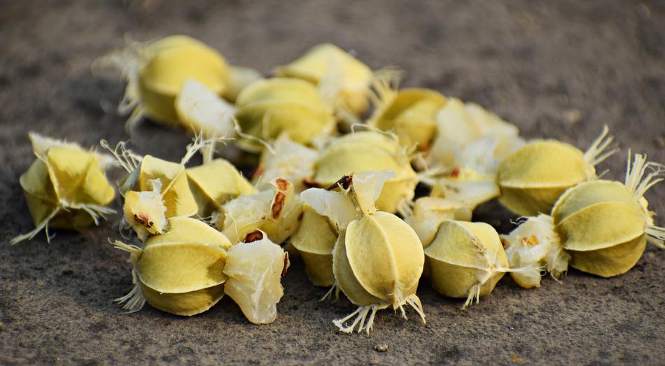 ripe yellow gooseberries