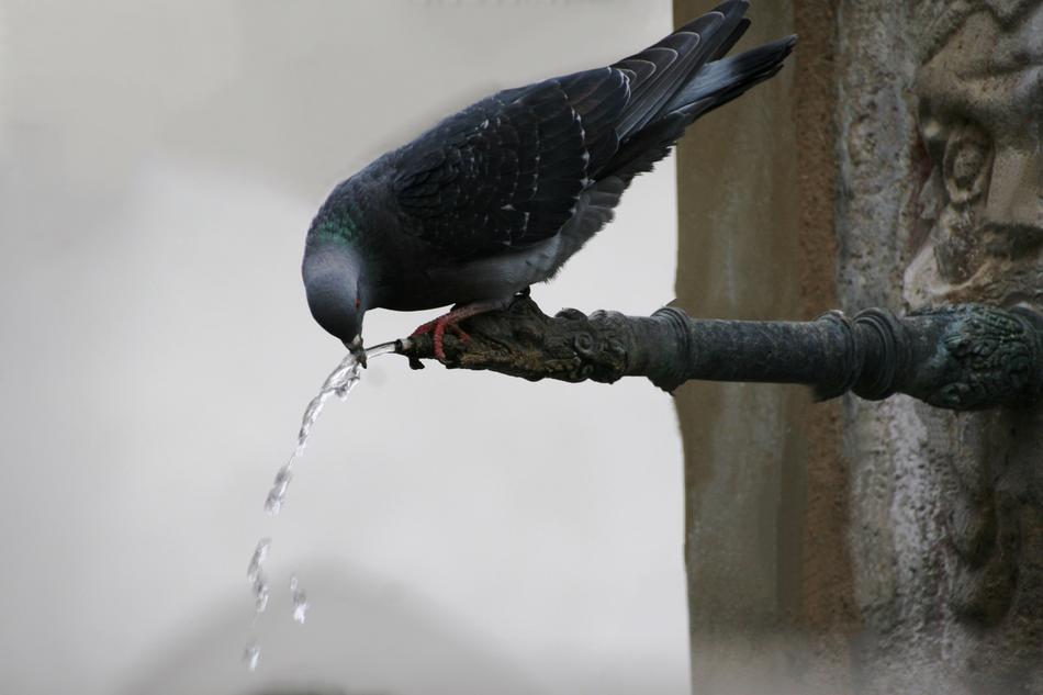 black crow on a crane