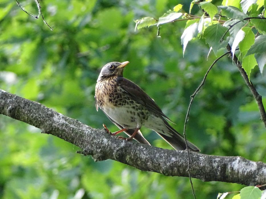 bird tree species