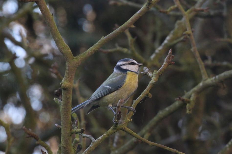 a small bird in the branches of a tree