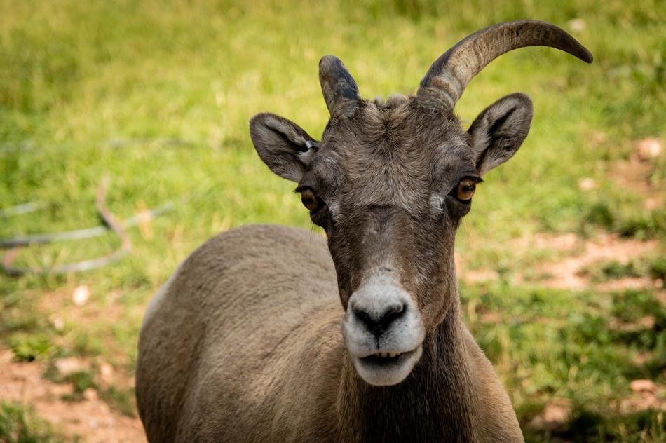 wild goat in the meadow