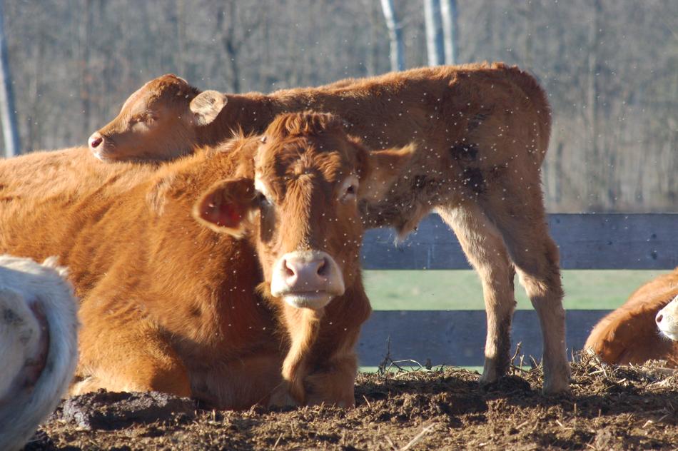 cows in the village