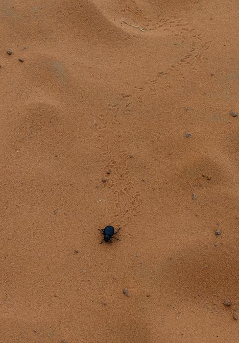 a black beetle on the sand