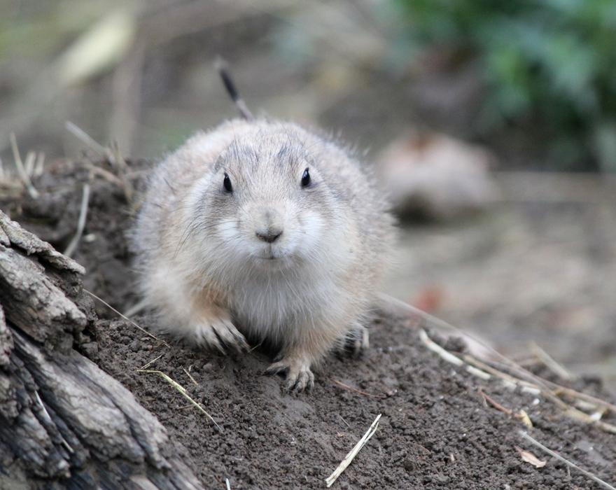 a furry animal in the ground