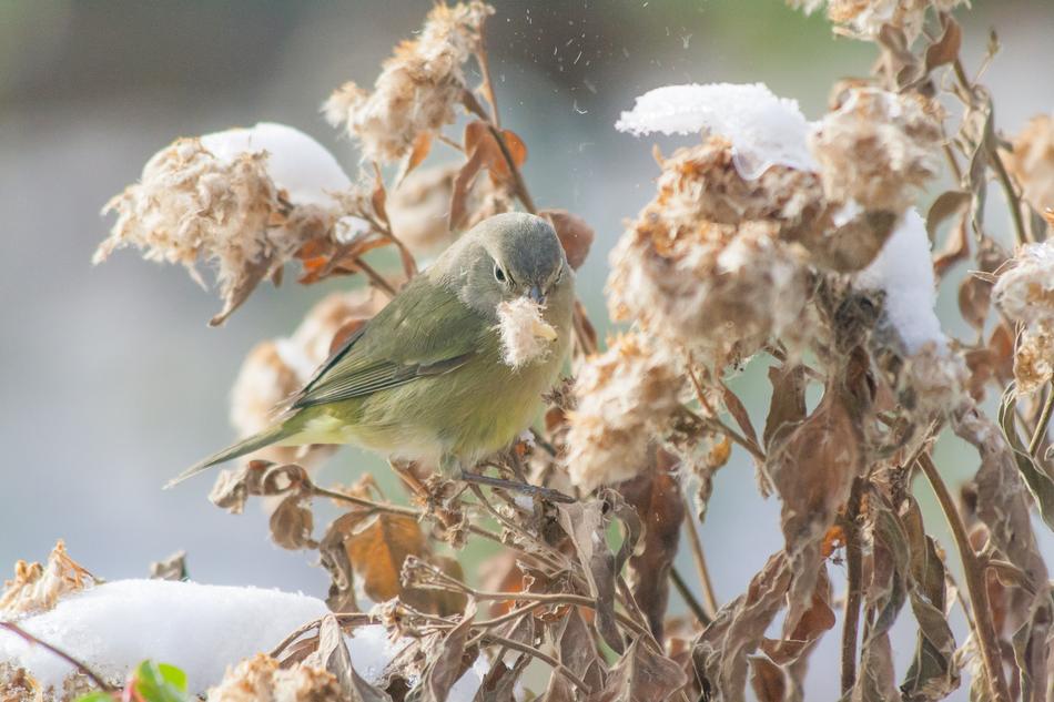 bird grass sweetheart