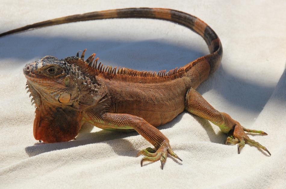 big brown iguana