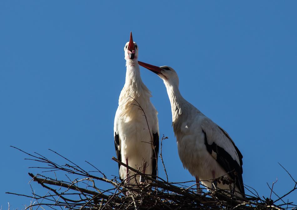 storks in a nest in the sky