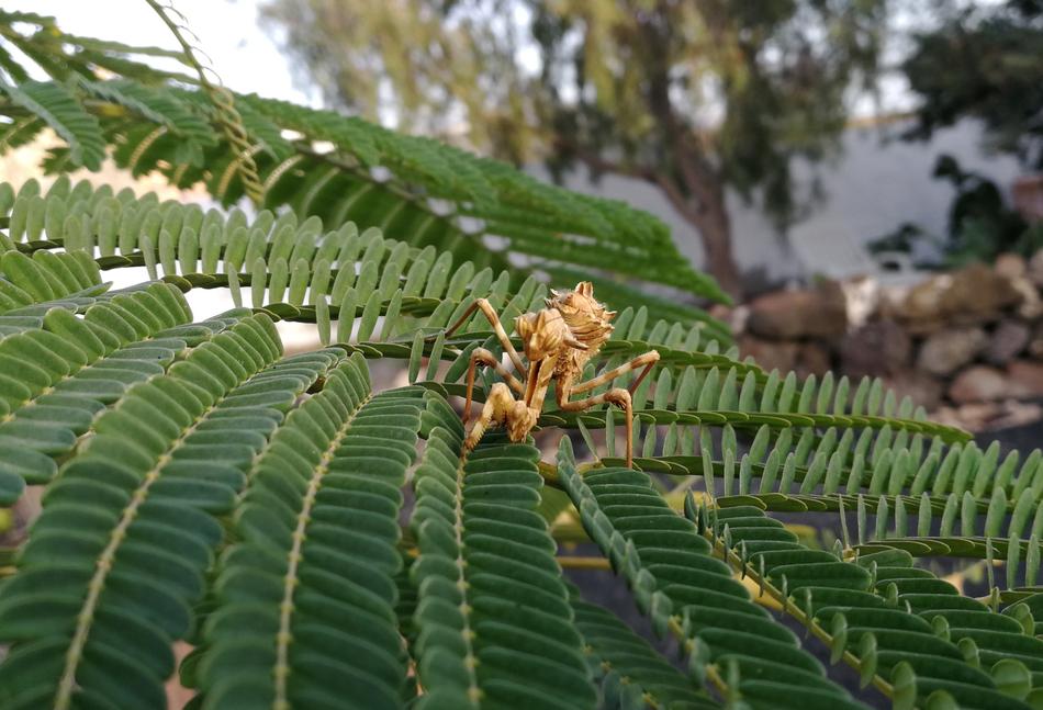 yellow spider on green leaves