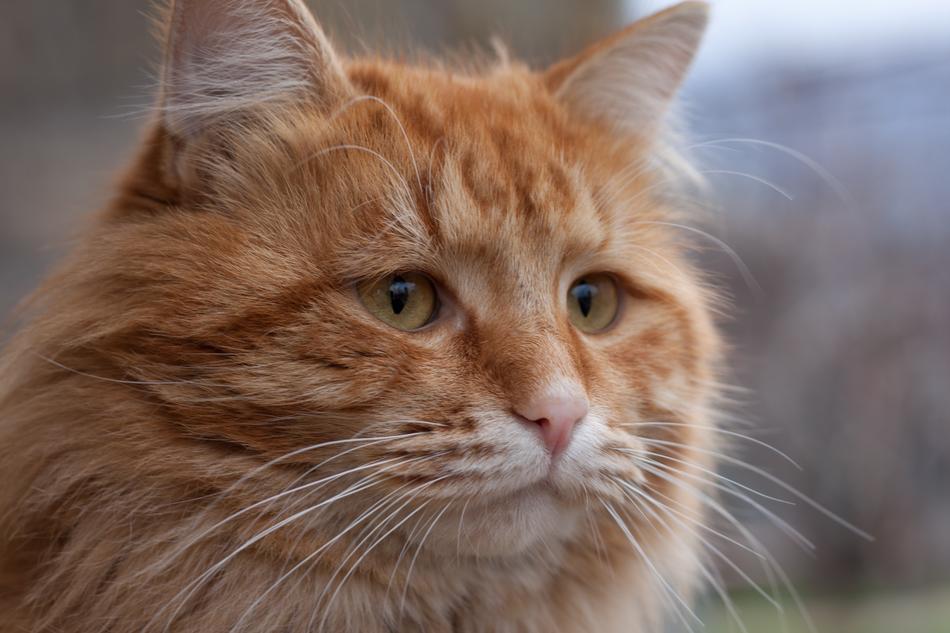 sad cat face