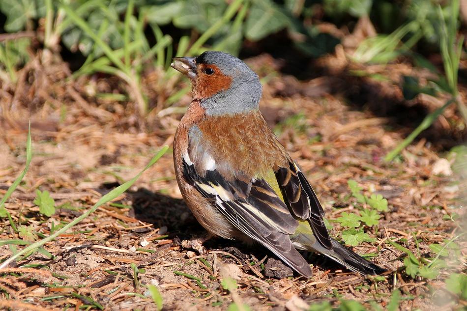 gleeful bird in the garden