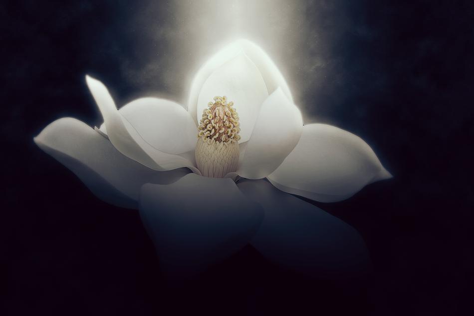 Wallpaper Background Magnolia