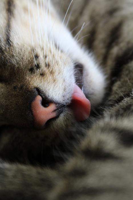 tongue cat big wild