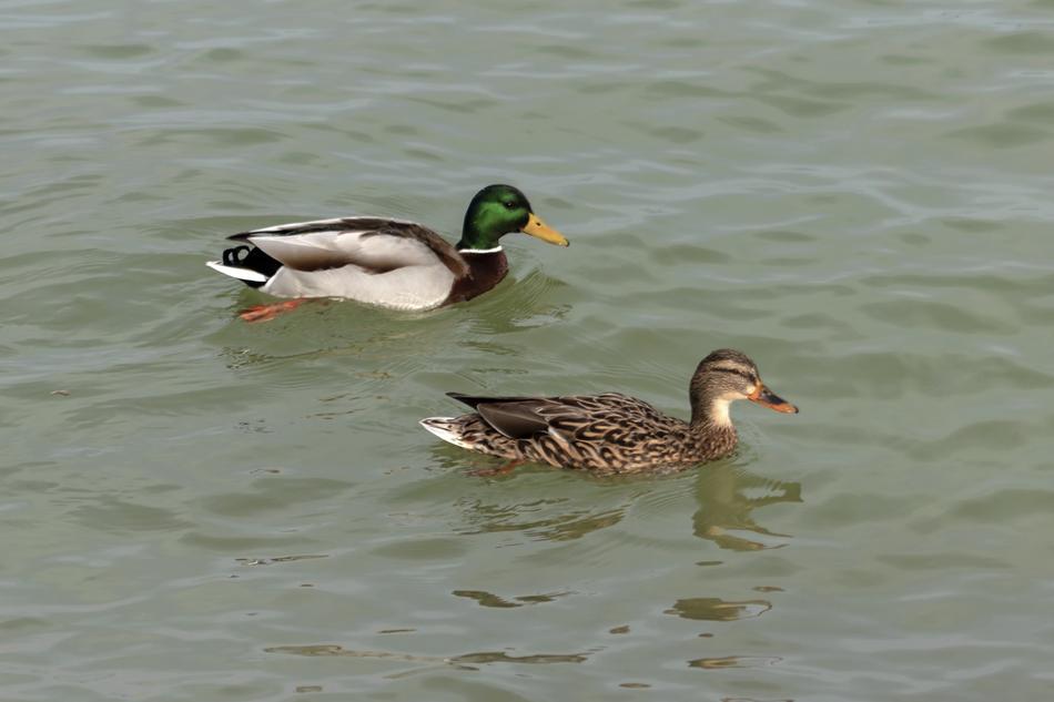 floating ducks in a lake view