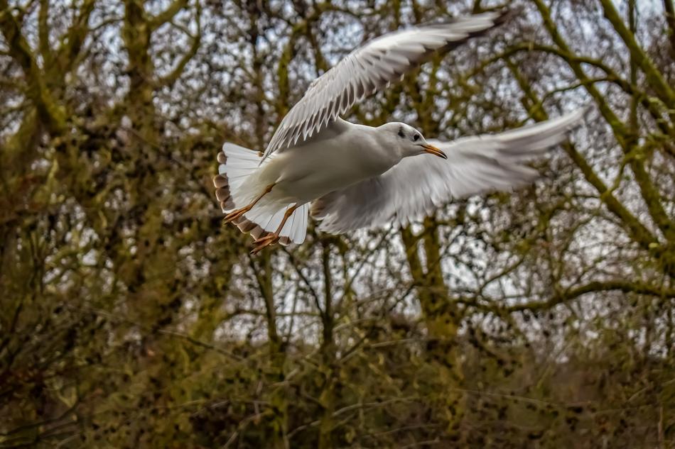 pigeon white trees forest
