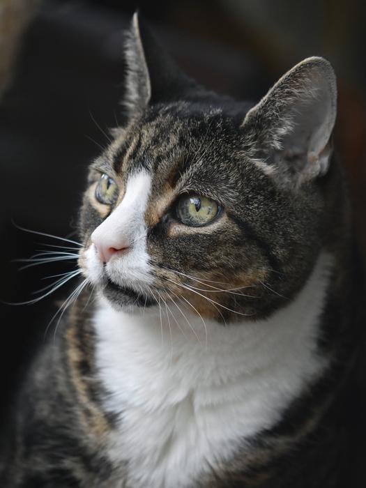 a cute cat with a beautiful coloring