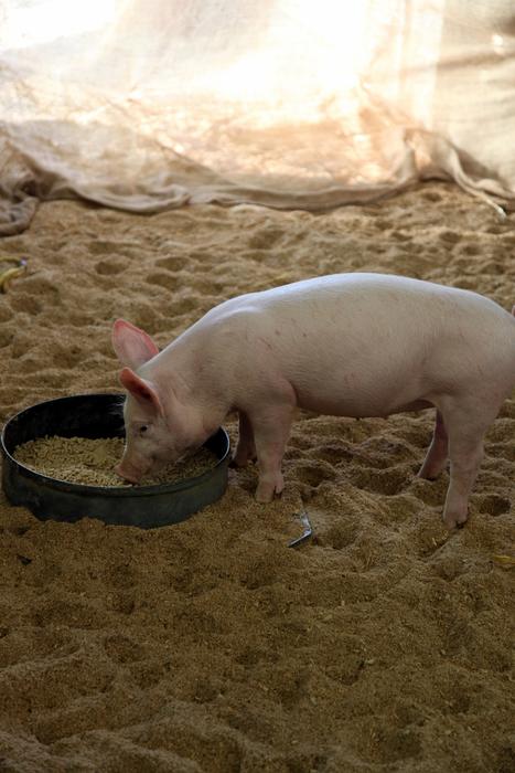 pig eats on the farm
