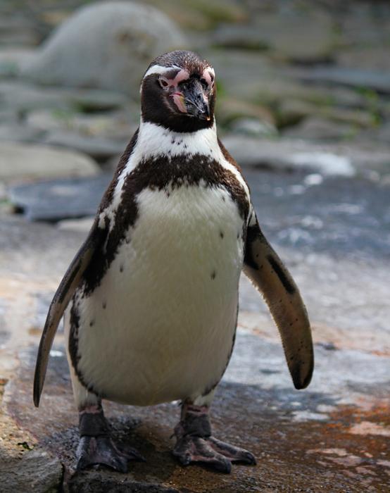a cute penguin with a white belly