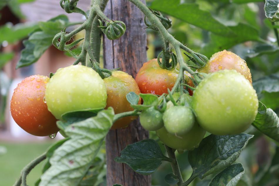 ripe tomatoes in water drops in the garden