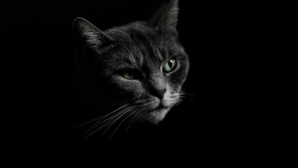 gray cat in the dark