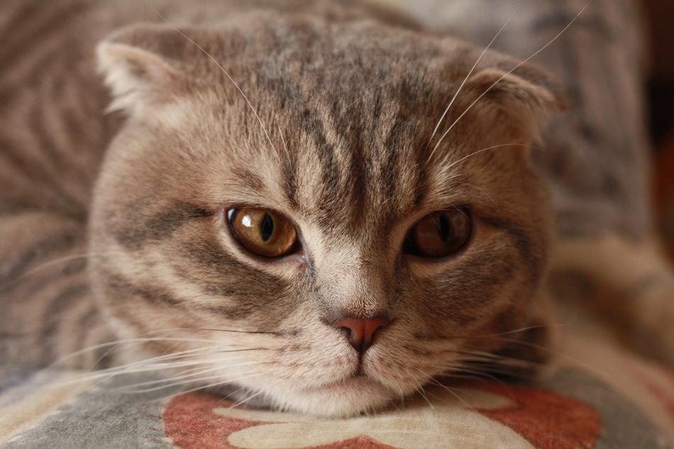 fluffy cat with cute ears