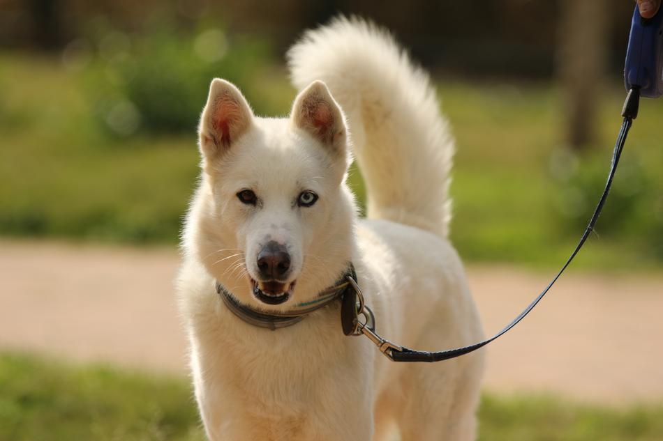 fluffy dog with different eyes