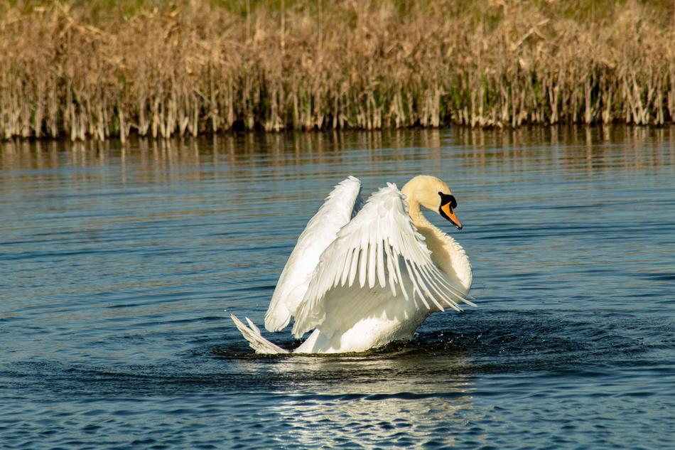 swan wings water lake