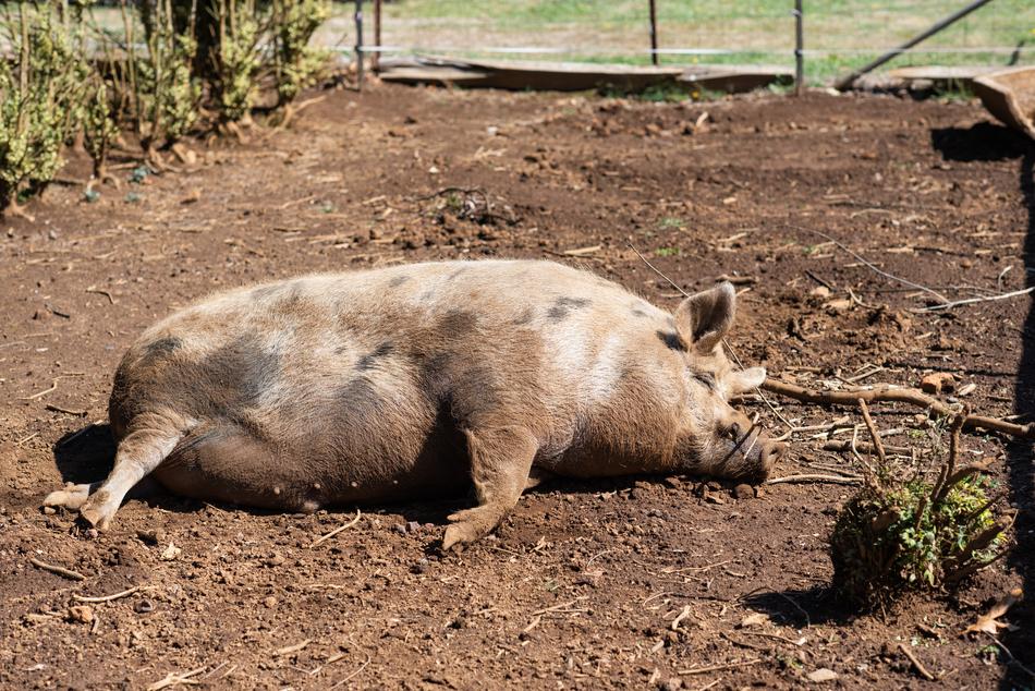 pig dirt farm