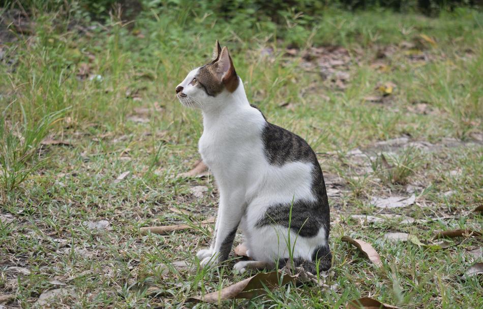 a cute cat with color