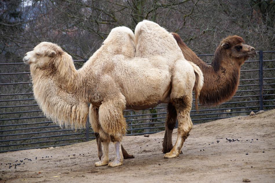 camels look like a lot
